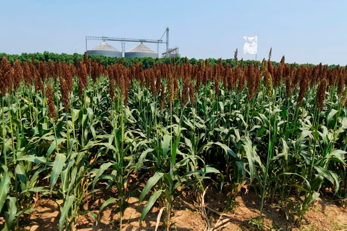 Bolivia firmó un protocolo sanitario clave para abrir el mercado chino al sorgo
