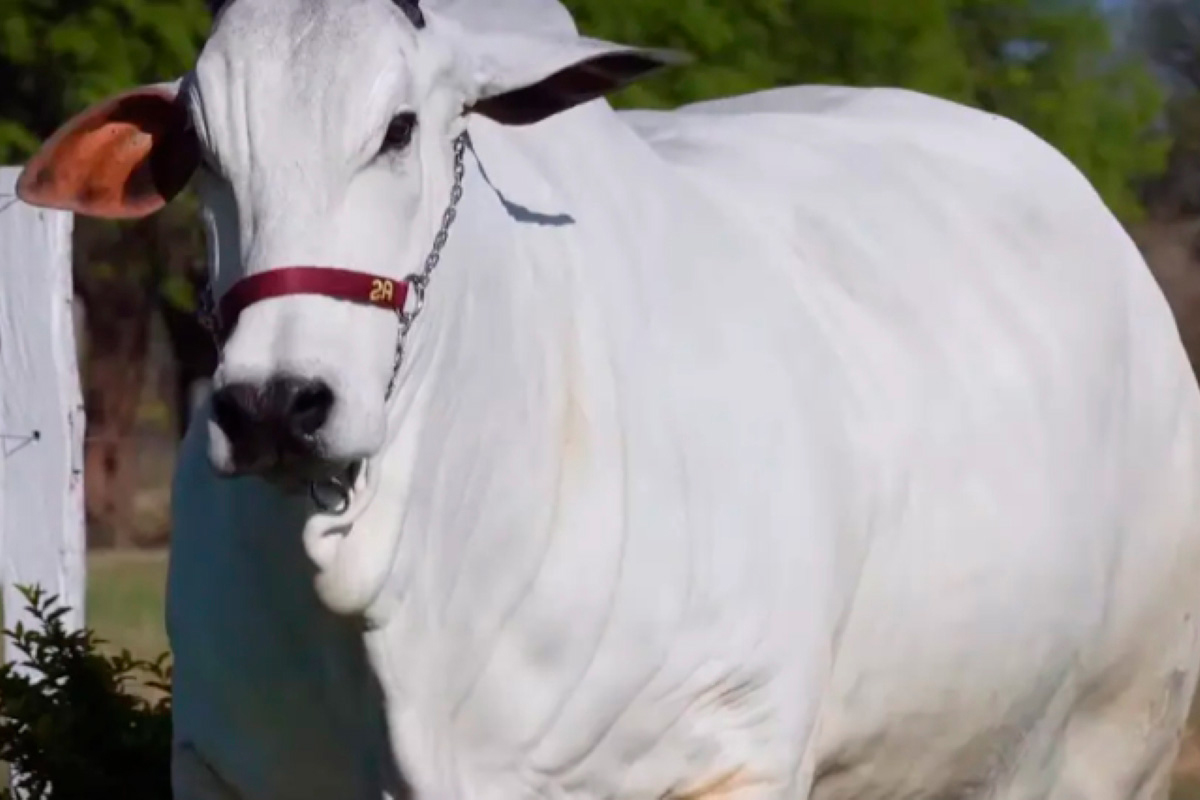 Dhely FIV, la vaca boliviana que rompe récords y conquista la élite ganadera internacional