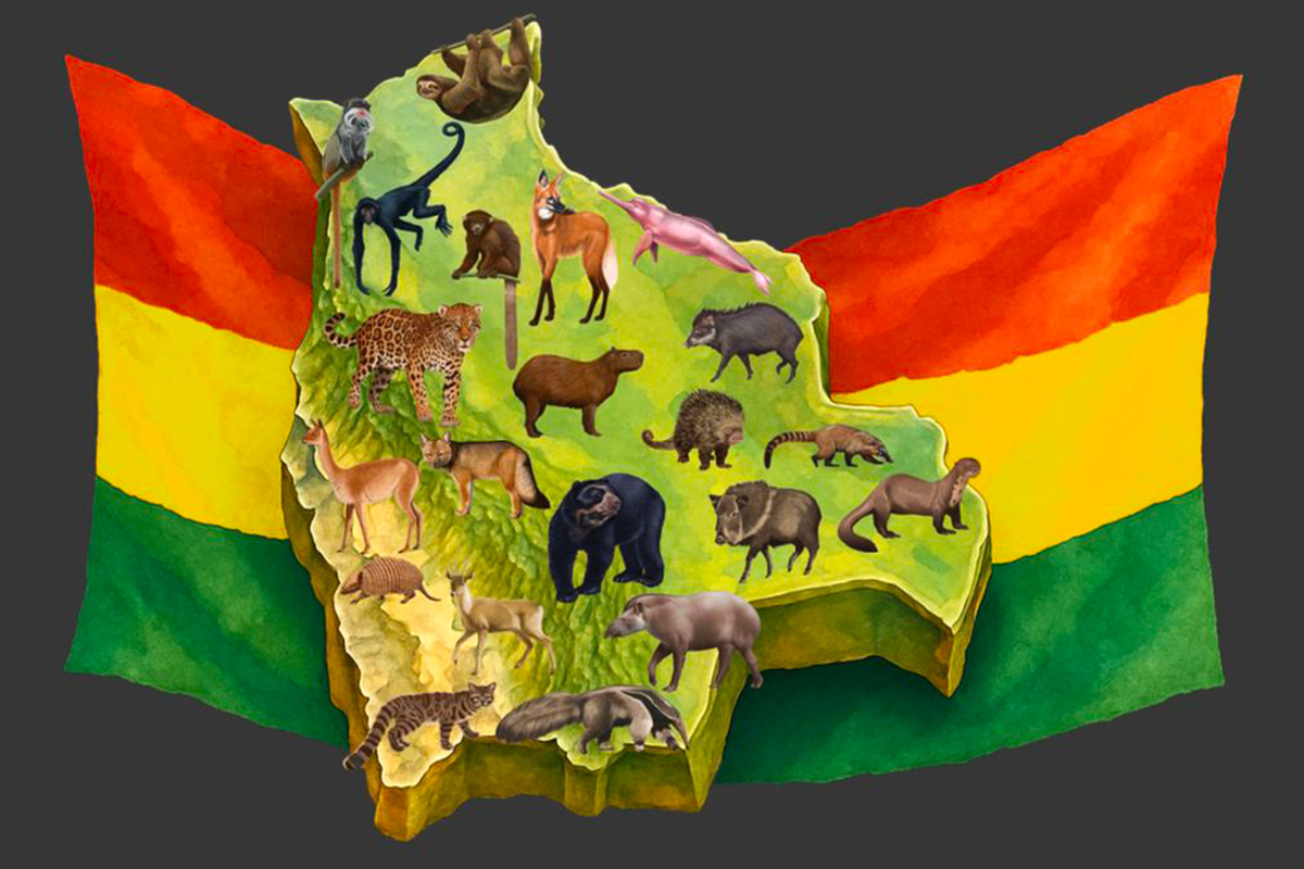 Un tesoro para conocer y proteger la fauna silvestre: Libro Ilustrado de Mamíferos Medianos y Grandes de Bolivia