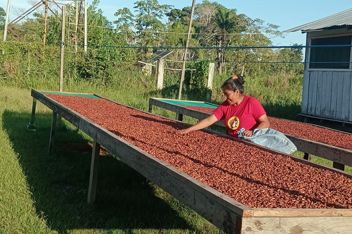El cacao boliviano ganó medallas de oro y plata en el Cacao of Excellence Awards