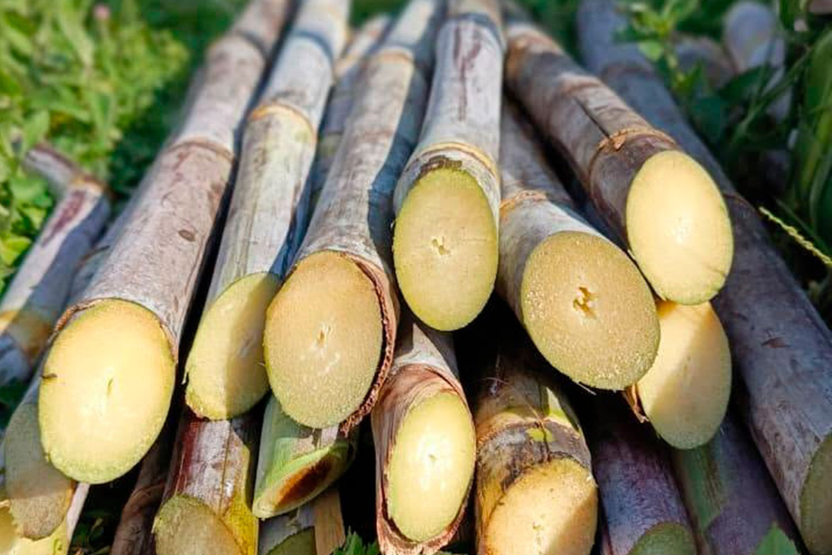 Azúcar de EASBA impulsa su plan de salvataje y busca conquistar mercados en Bolivia 